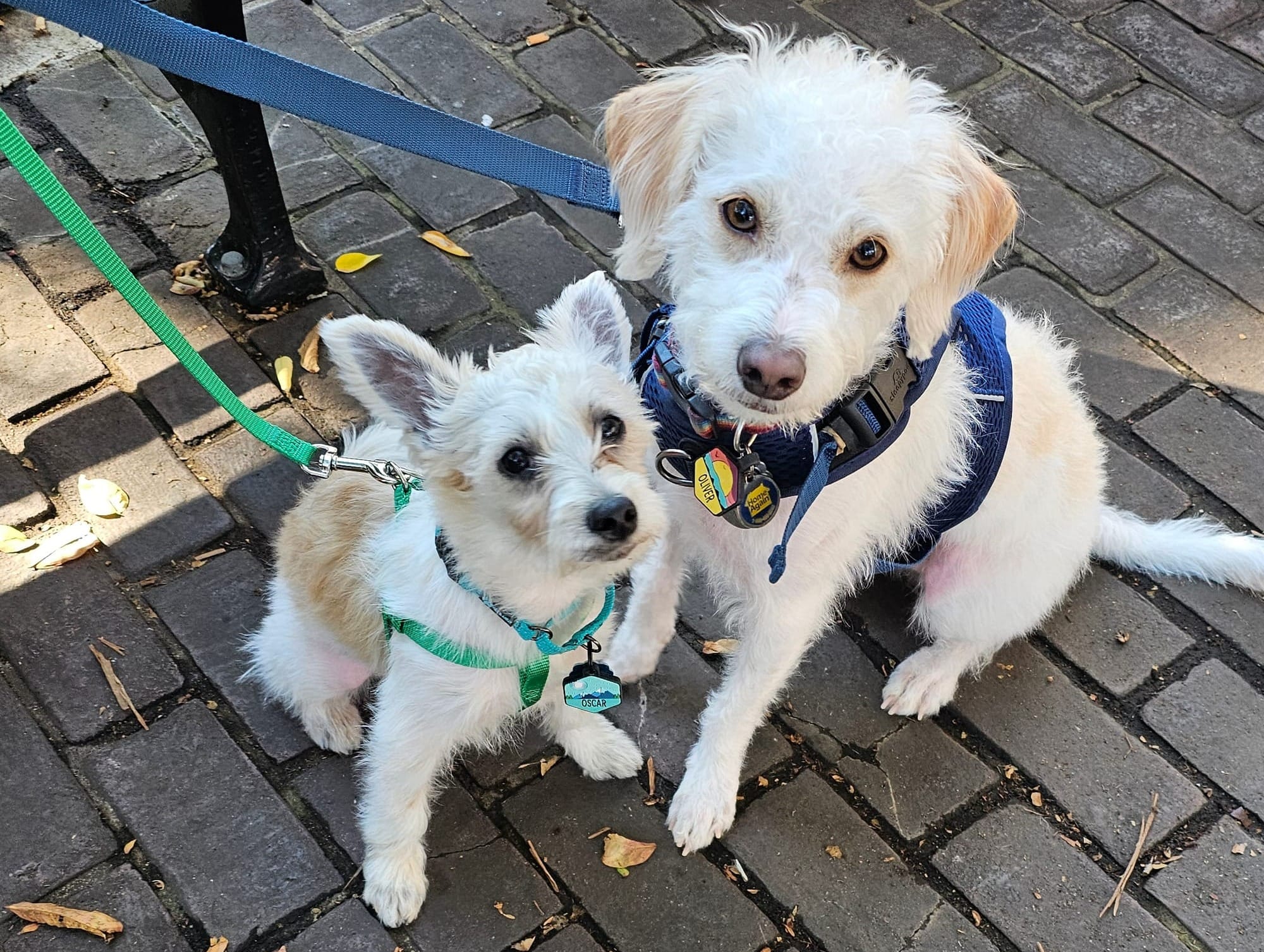 Oliver, a medium sized white scruffy dog with tan floppy ears, sits next to Oscar, a small white and tan mutt with pointy ears that stand up.