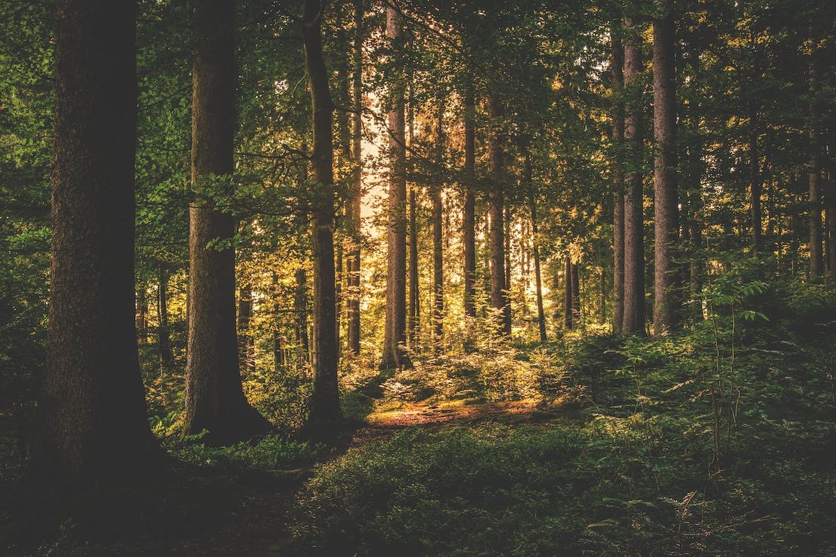 Random Forest คือ อะไร