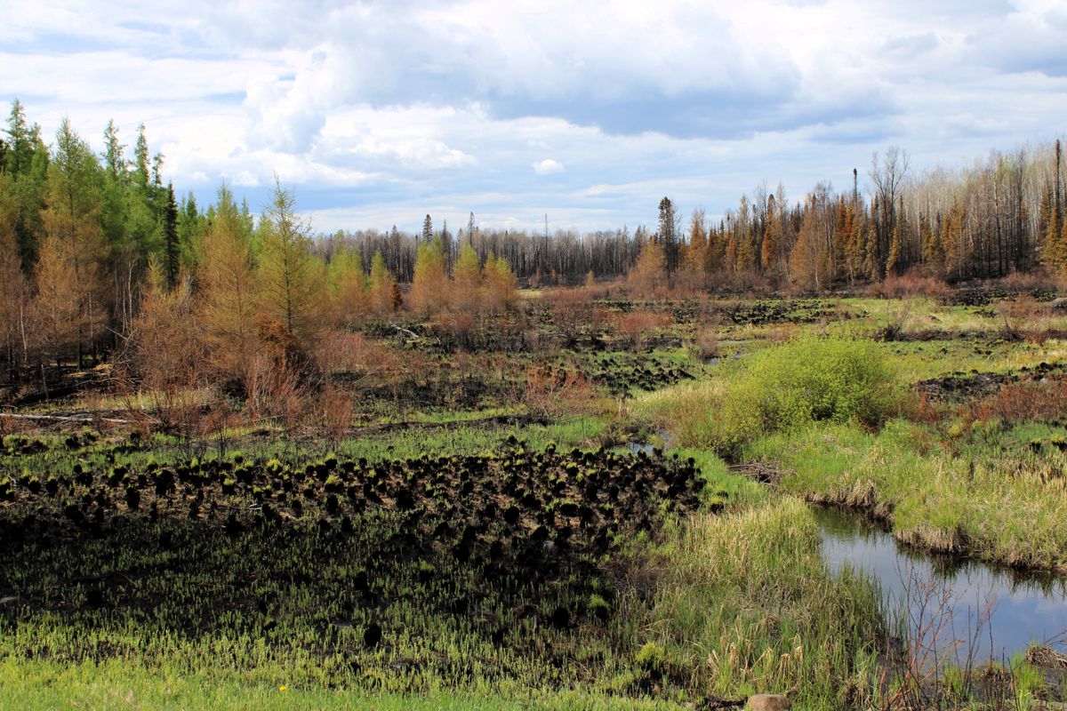 The Fire and the Moose