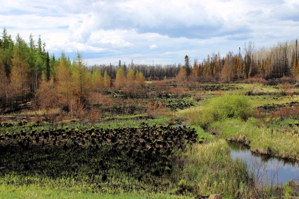 The Fire and the Moose