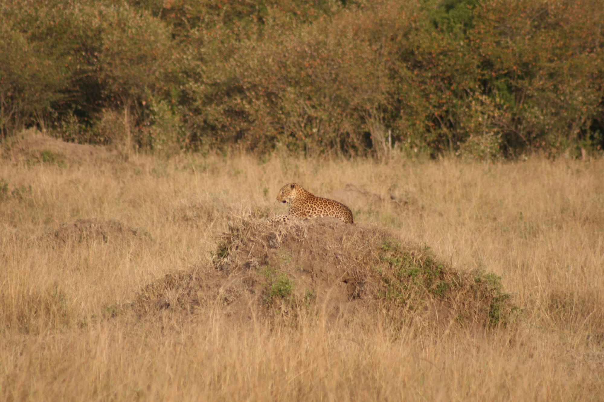 A bulky leopard, lays proud on a mound of earth looking away over the long African grass.
