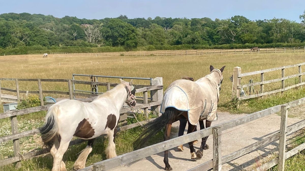 Stud Farm