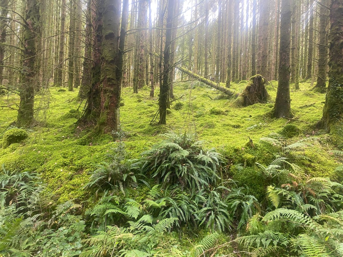 Galloway Forest