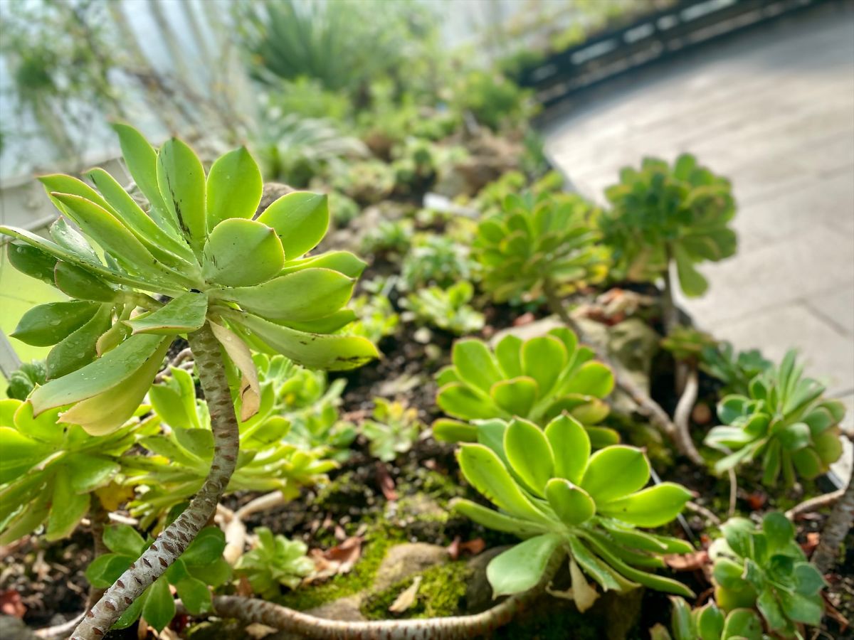 Glasgow Botanical Gardens