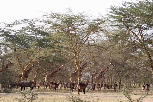 A wooden area crowded with water buck, zebra and giraffe