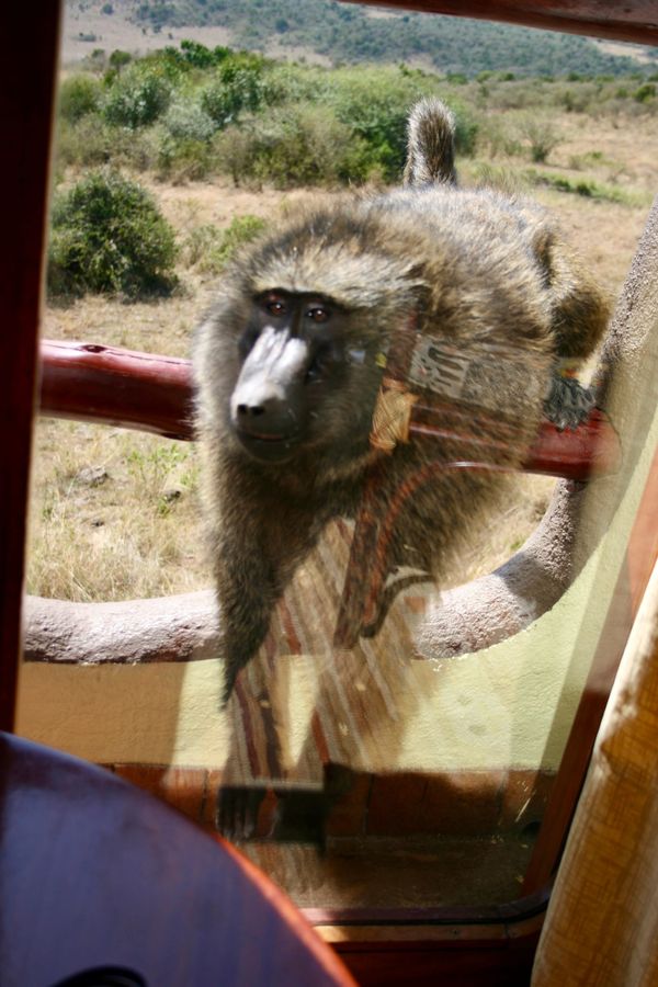 A Baboon perches on the window sill looking through glass doors into a hotel room