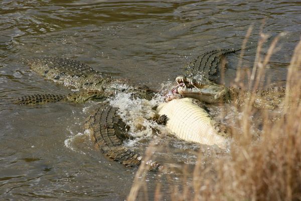 A group of 5 crocodiles tussle over some meat thrashing in a river.