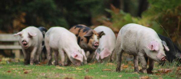 Six pigs hunting for nuts among autumn leaves on some open grass