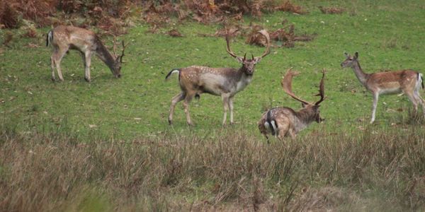 Autumn in the New Forest