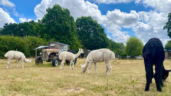 Paddock View