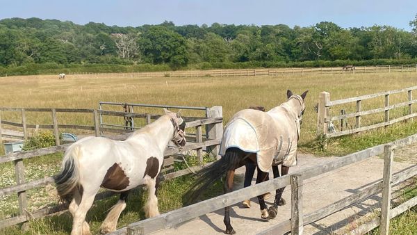 Stud Farm