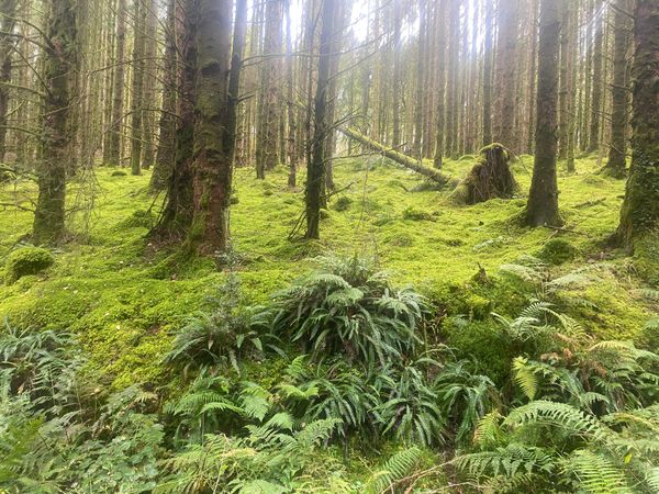 Galloway Forest