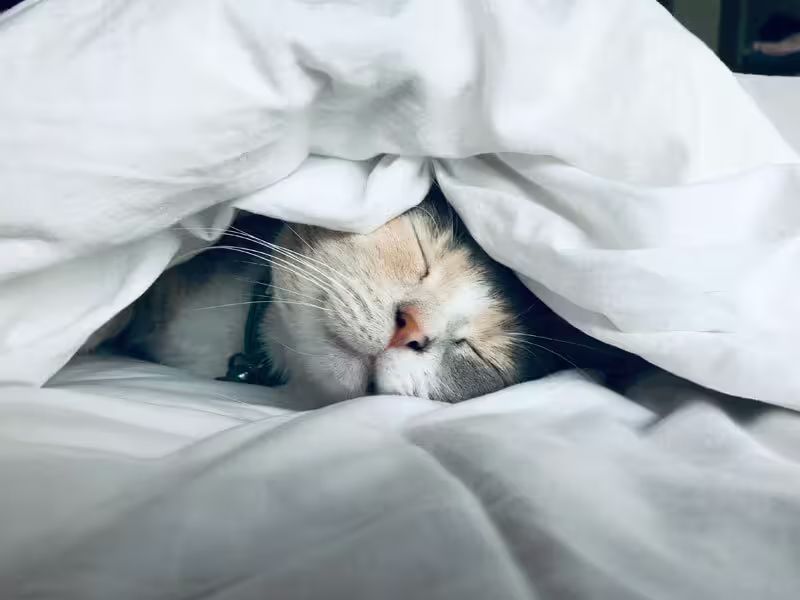 Katze prüft ergonomisches Kissen auf Matratze für besseren Schlaf und Nackenstütze.