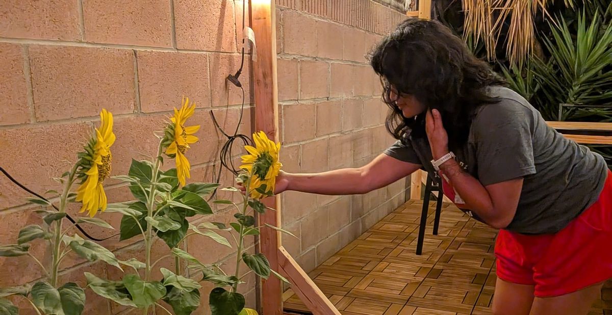 moon mail: lessons from my sunflowers
