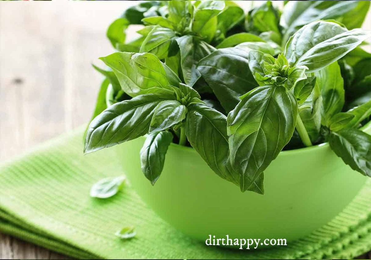 how to grow basil planting