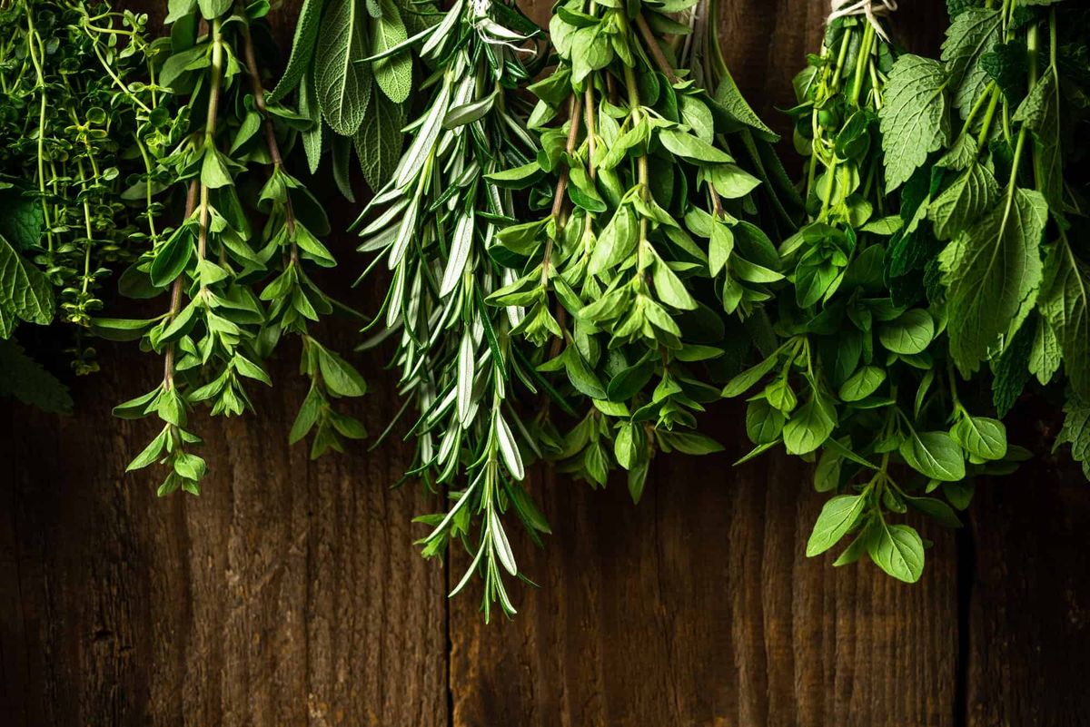 Collection of Various Fresh Herbs Hanging in Bunches for Drying