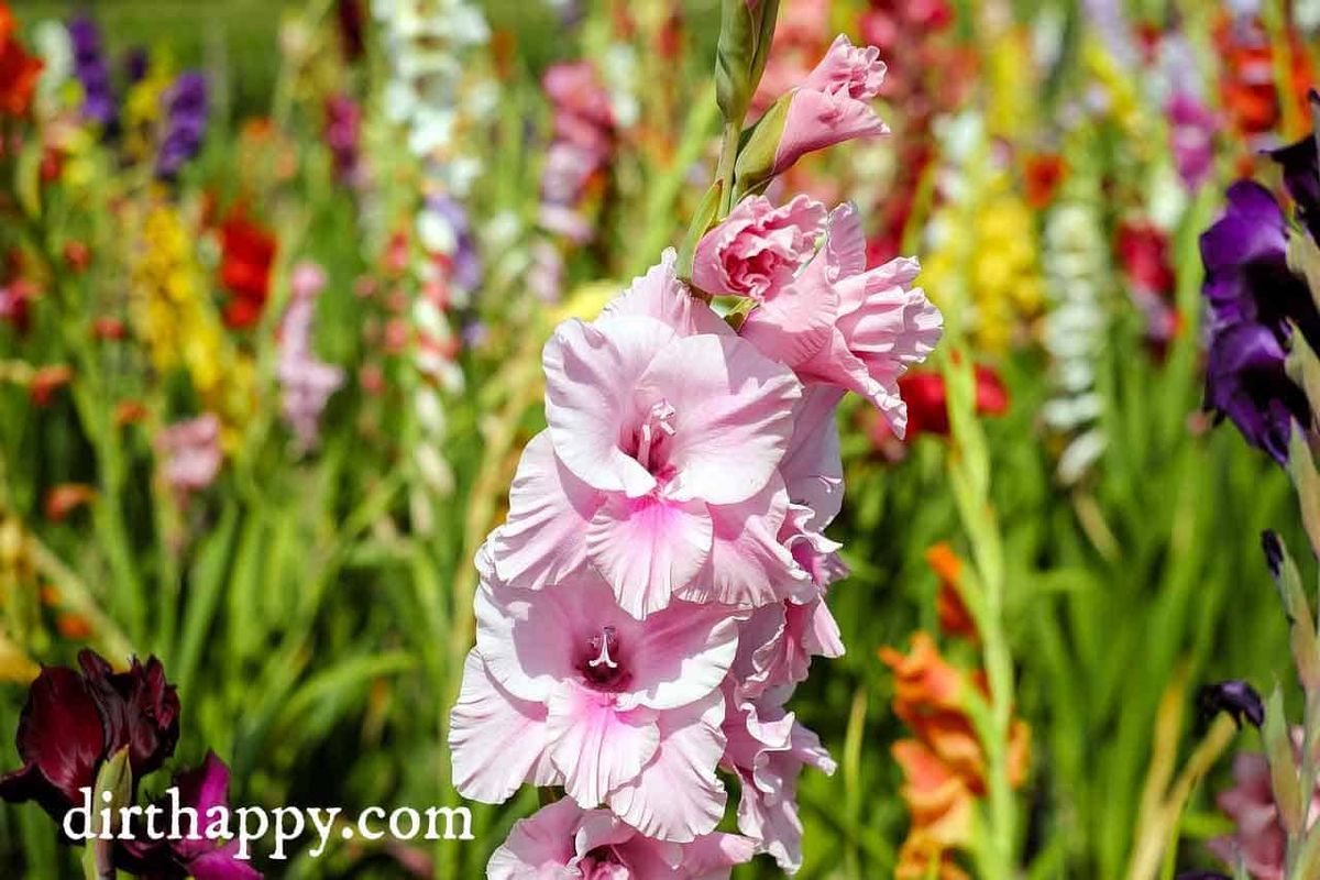 gladiolus flower
