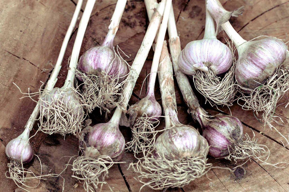 garlic growing tips