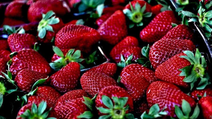 growing strawberries