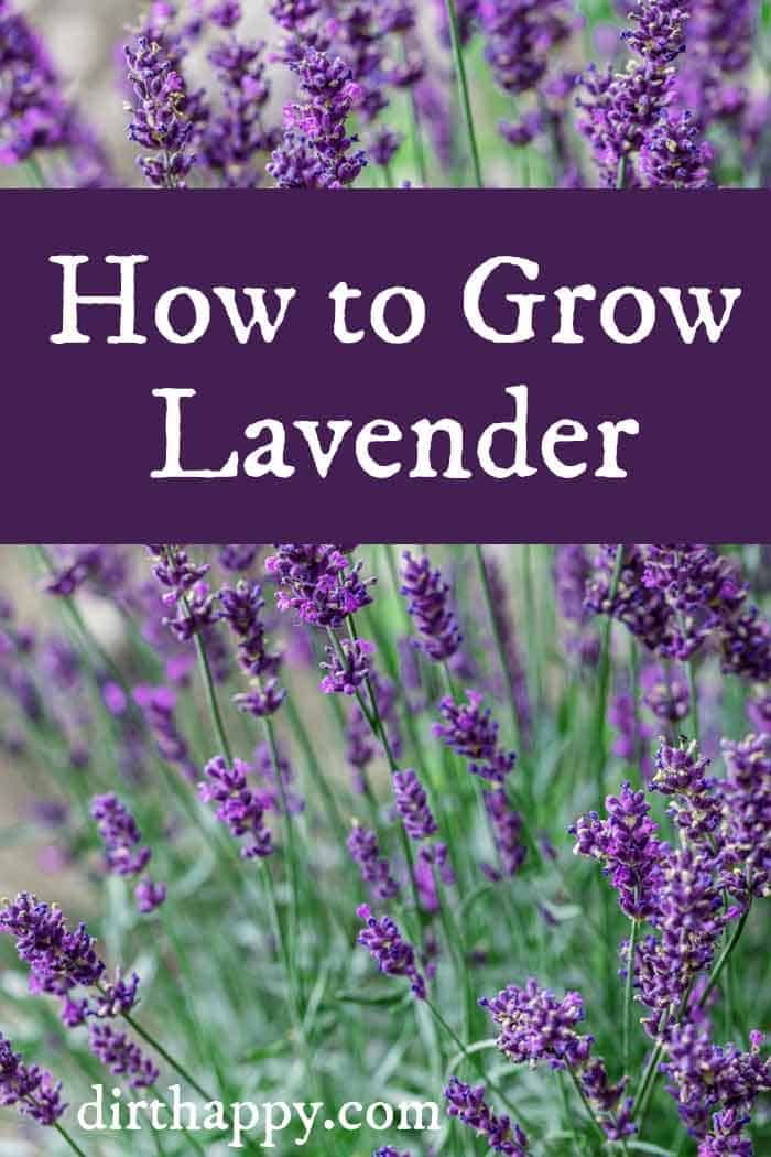 growing lavender