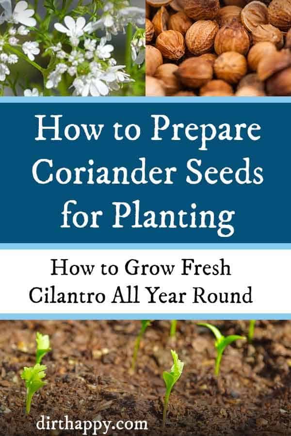 how to prepare coriander seeds for growing cilantro
