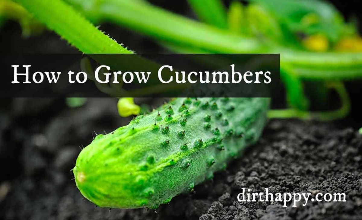 learn how to grow cucumbers in your garden
