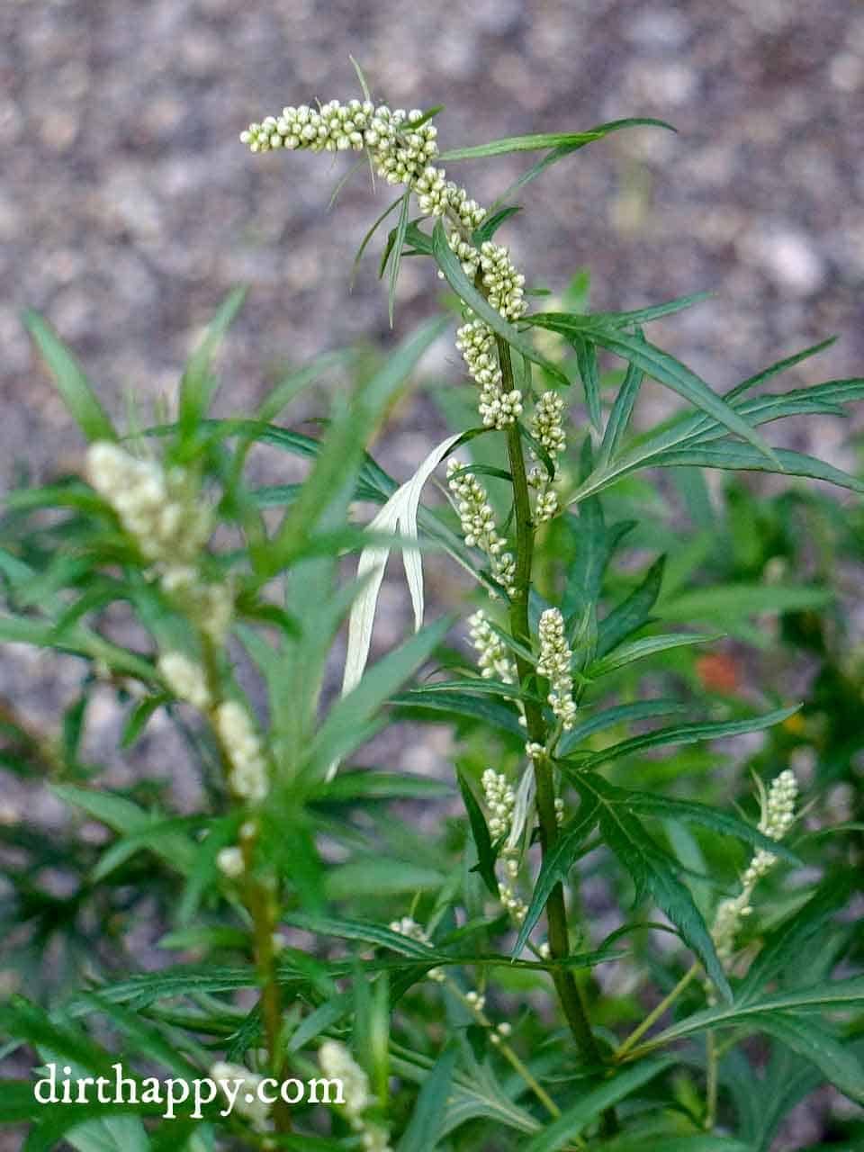 Common Mugwort: Artemisia Vulgaris Information and Uses