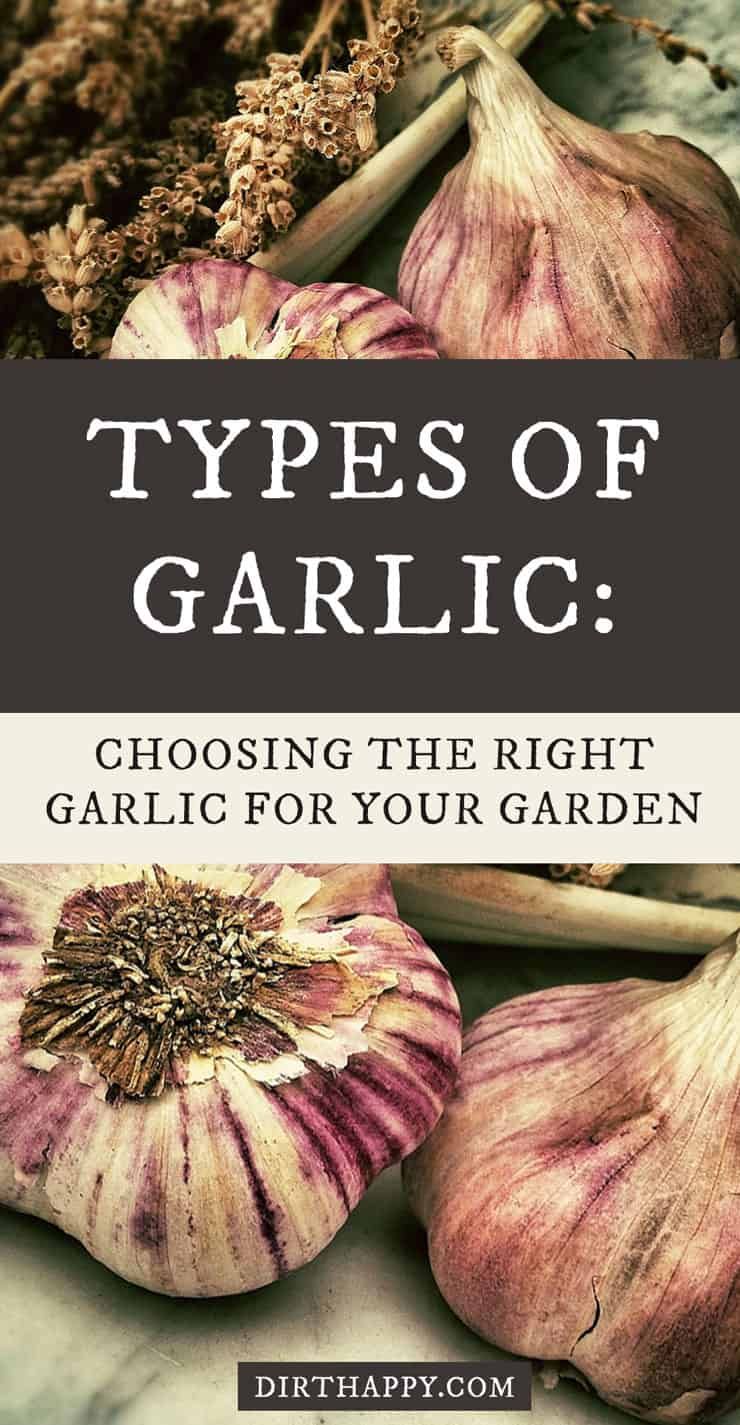types of garlic to grow in the garden