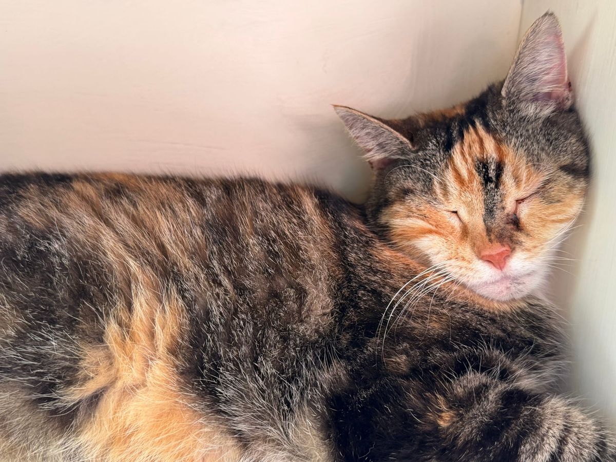 Cat Photos for Friday July 24 2026