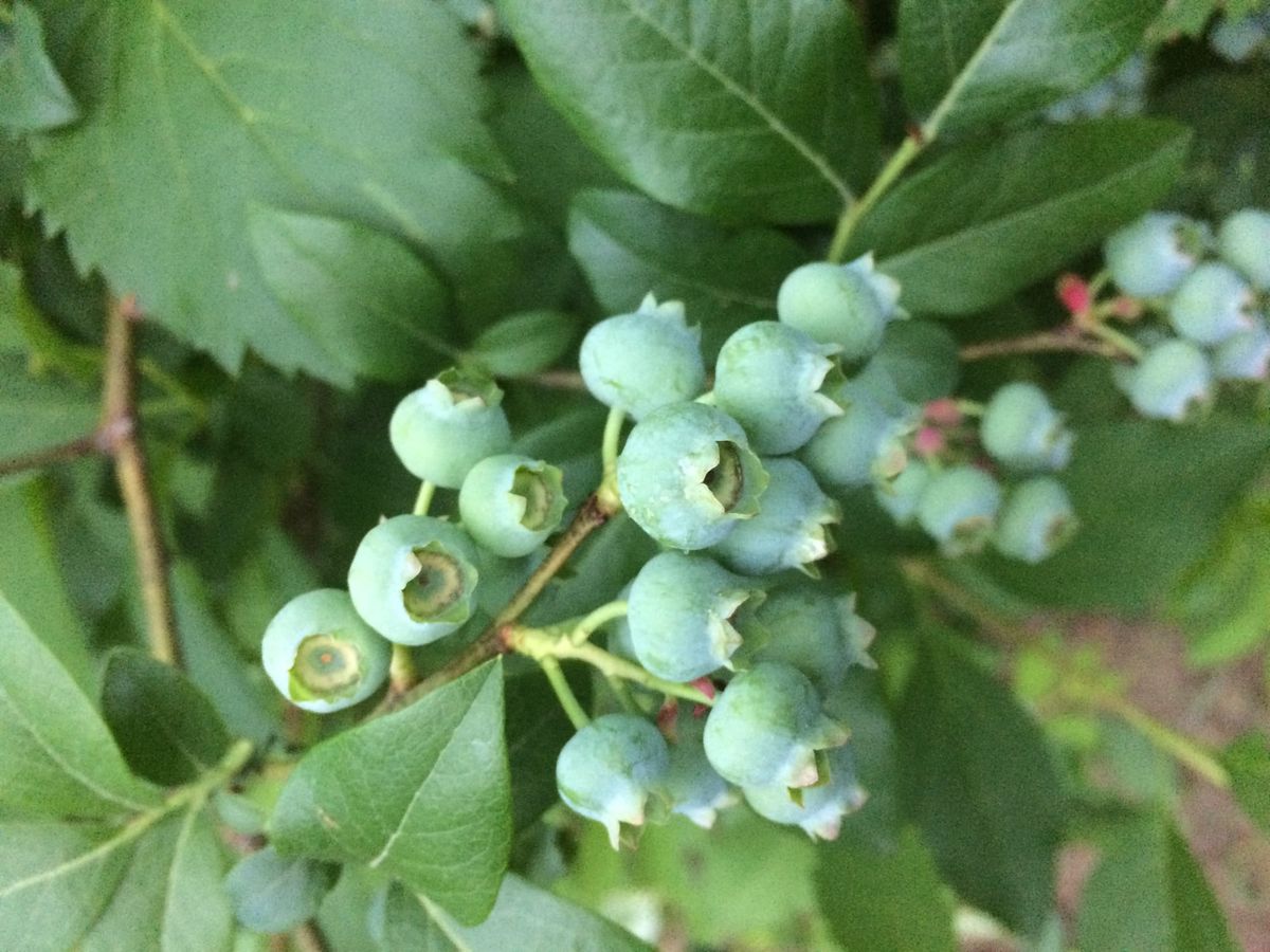How to Grow Blueberries