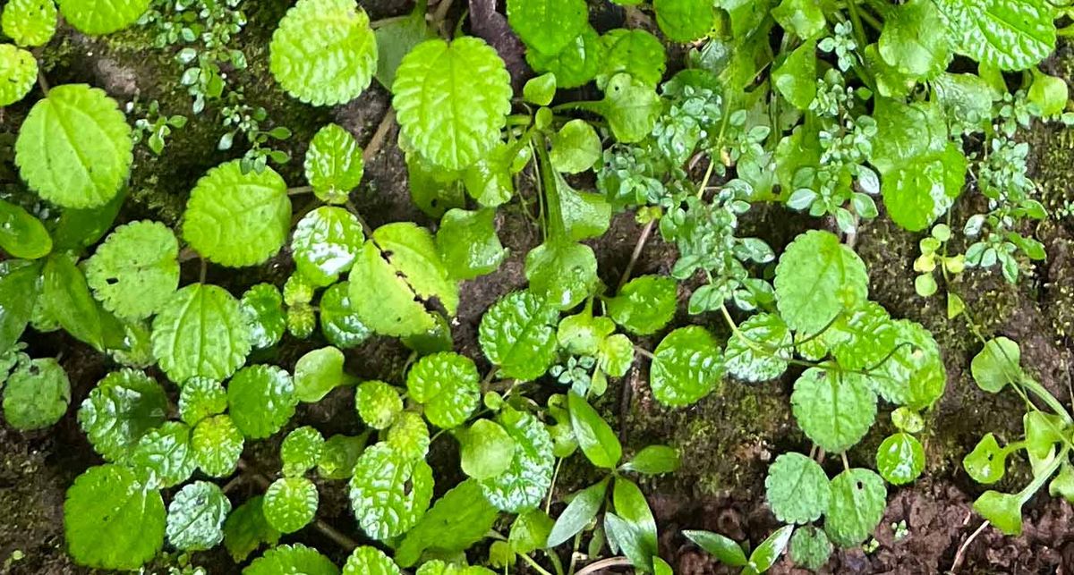 Creeping Charlie Houseplant Care (Pilea Nummulariifolia)