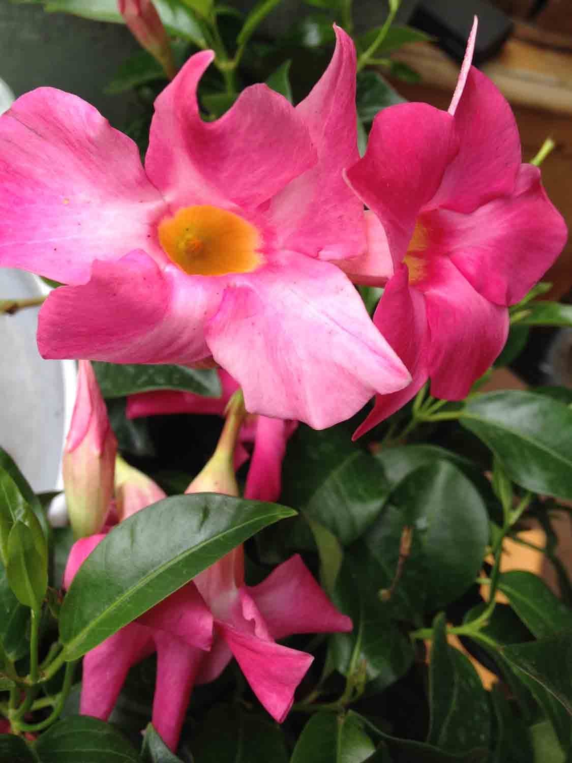 Growing Dipladenia (Mandevilla sanderi) in Pittsburgh, PA