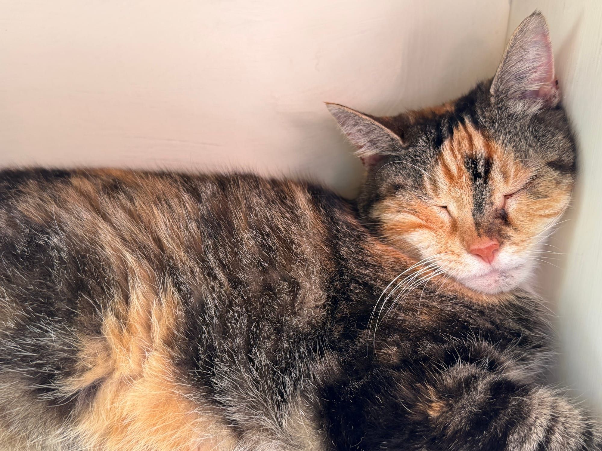 Cat Photos for Friday July 24 2026