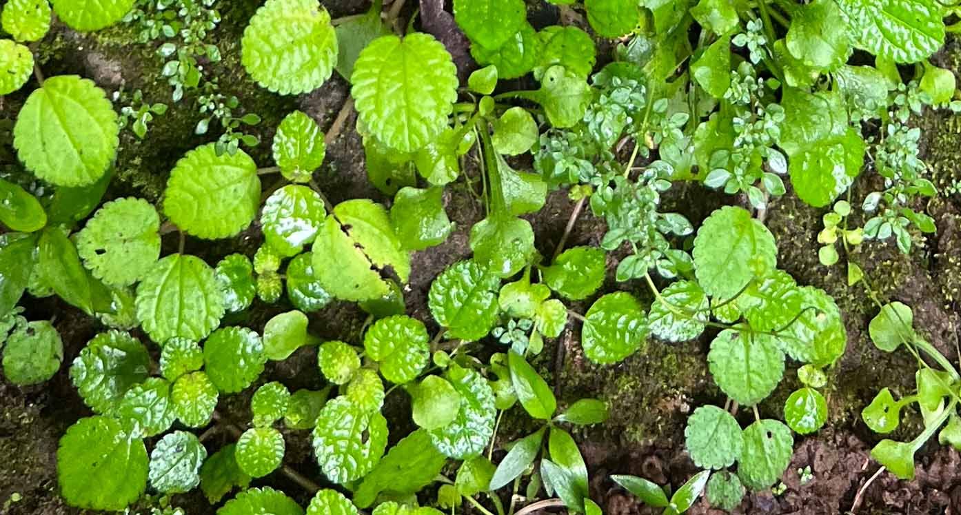 Creeping Charlie Houseplant Care (Pilea Nummulariifolia)