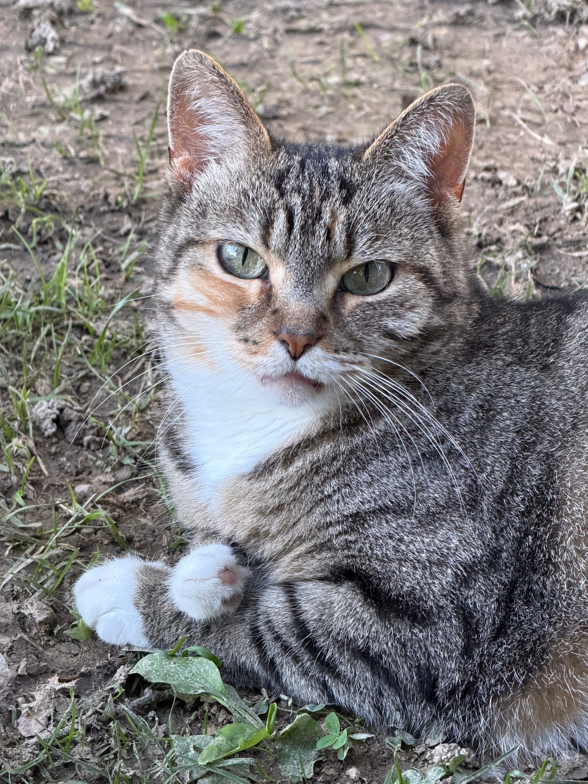 Friday Cat Photos Sept 11 2026