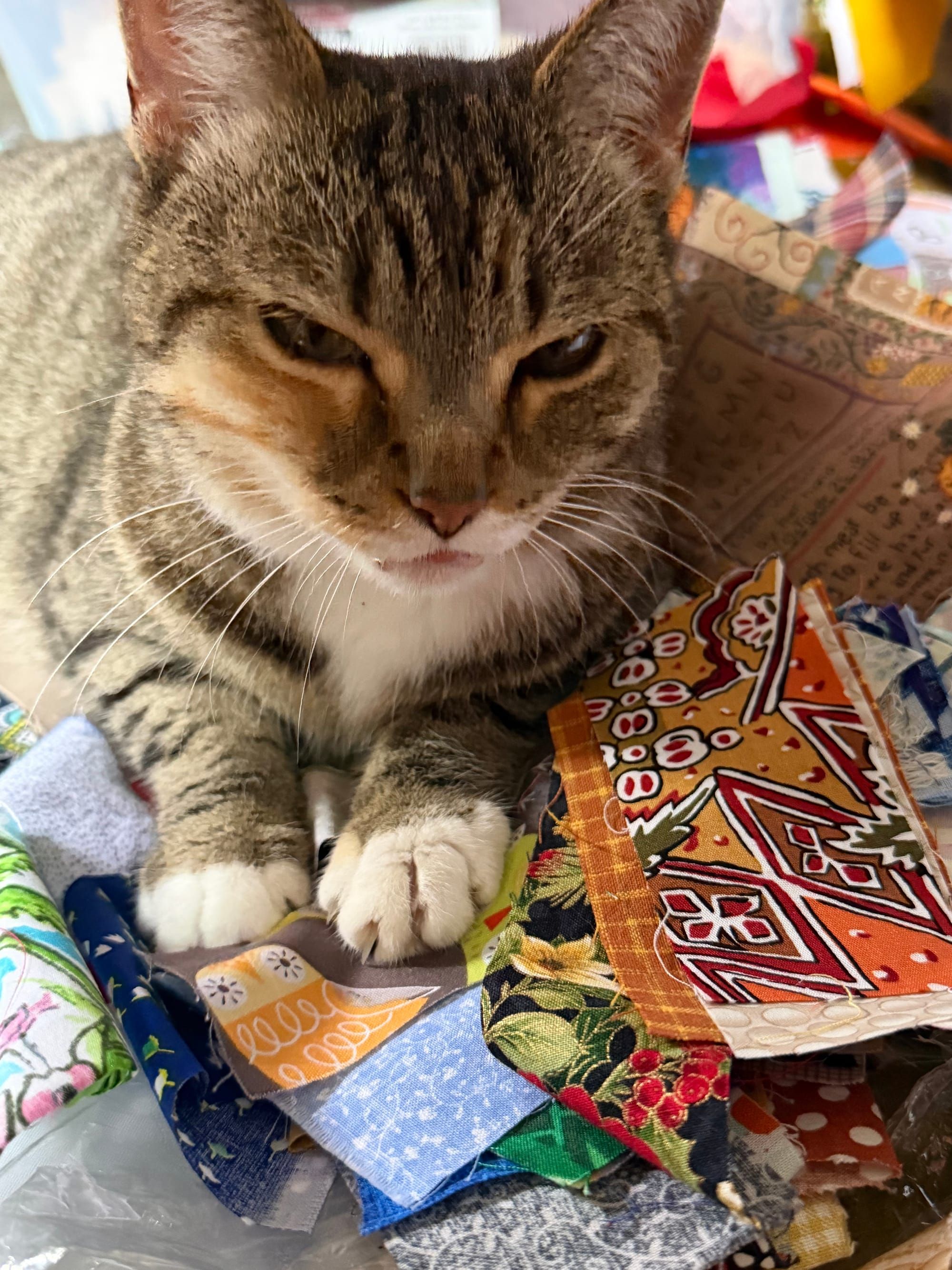 Sewing with Cats