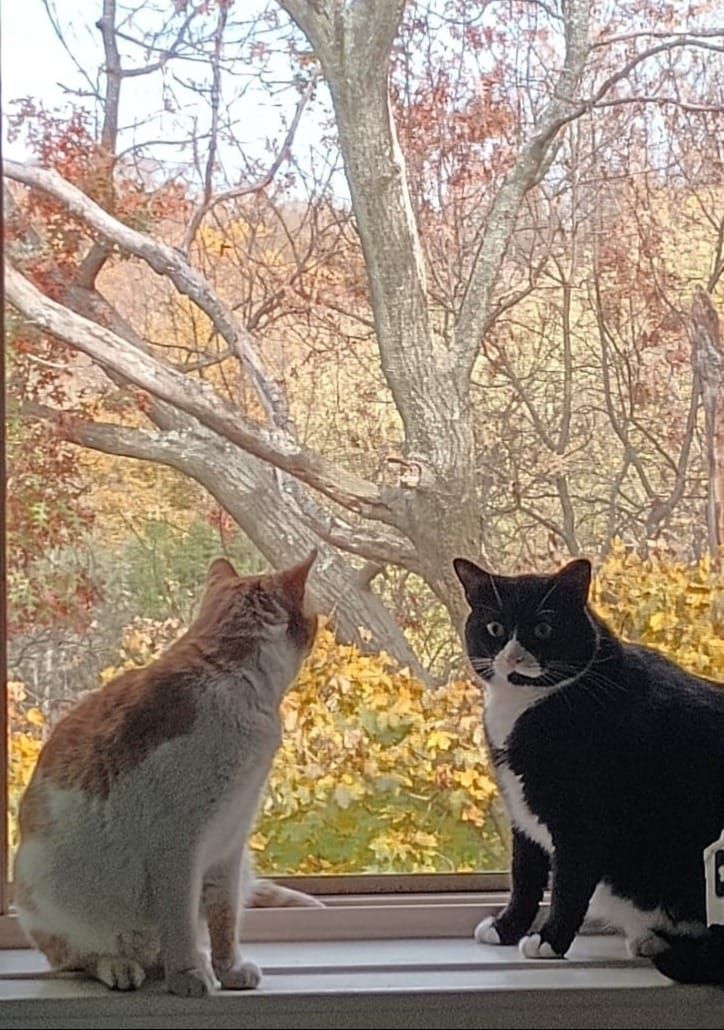 Guest Cats: The Story of How Seven and Lemony Came Home