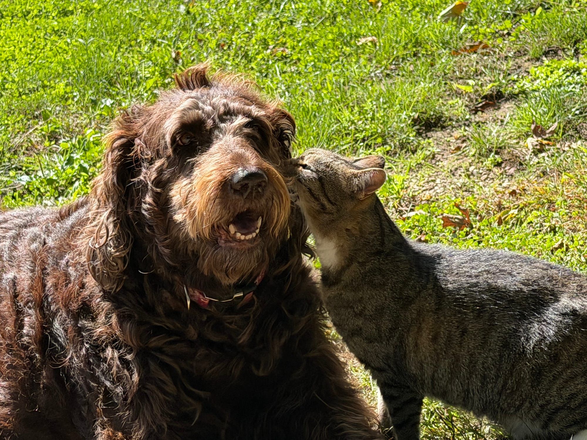 Friday Cat Photos: Happy October!