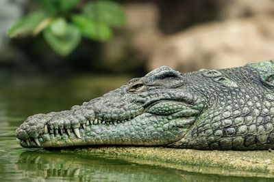 I Would Love You Even If You Were an Alligator
