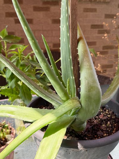 Aloe Vera: Plant Care & Tips for Growing Aloe