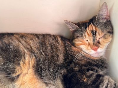How to Fall Asleep: 14 Tips to Sleep Better at Night