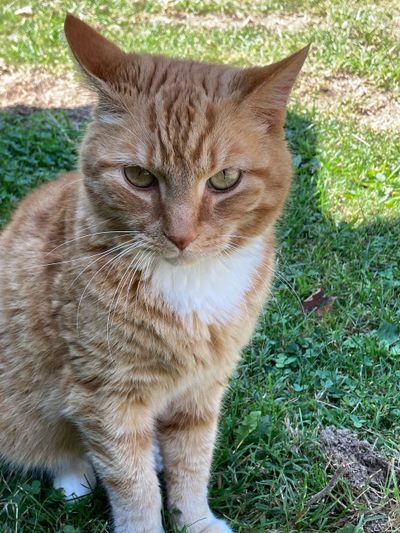 Friday May 29 Updates + Cat Photos!