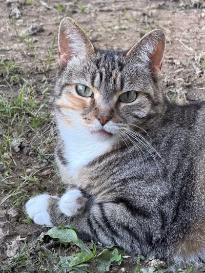 Friday Cat Photos Sept 11 2026