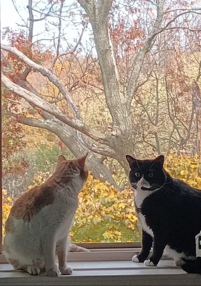 Guest Cats: The Story of How Seven and Lemony Came Home