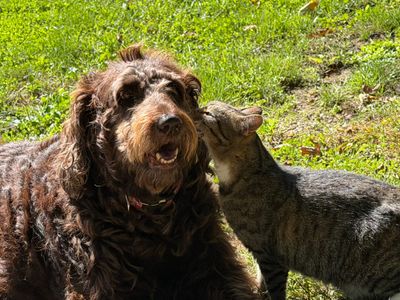 Friday Cat Photos: Happy October!