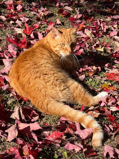 The Leaves are Falling