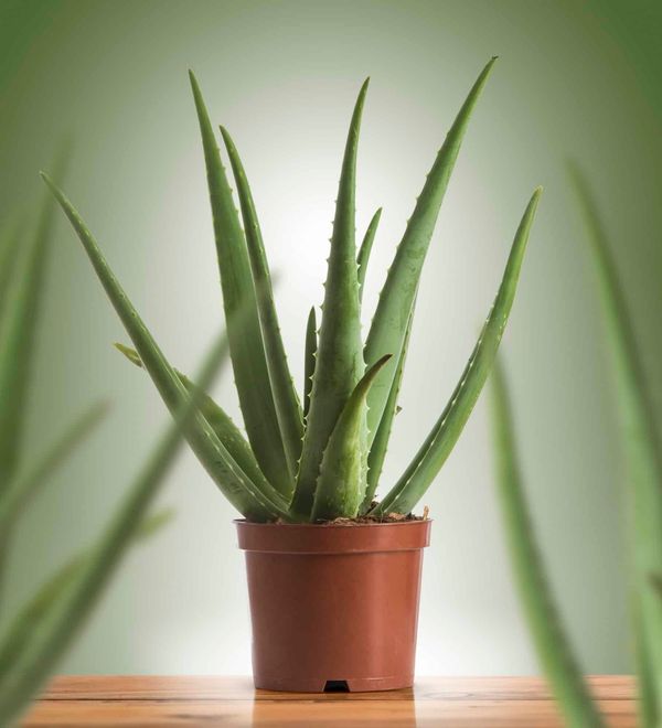 Aloe Vera Plant