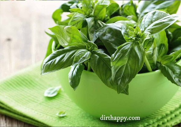 how to grow basil planting