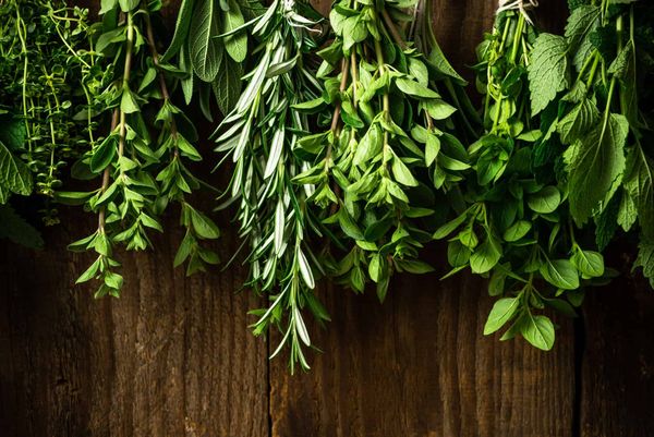 Collection of Various Fresh Herbs Hanging in Bunches for Drying