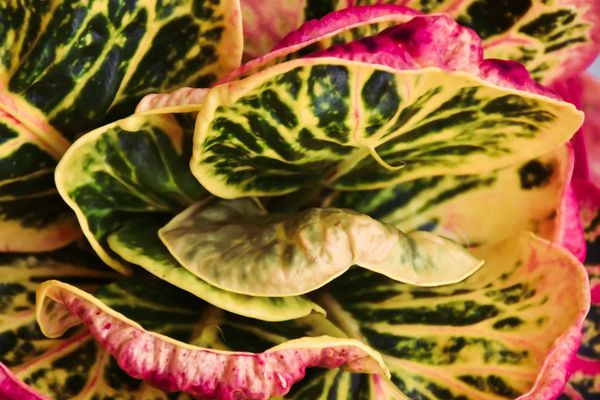 Croton yellow,red,pink and purple leaves texture nature background
